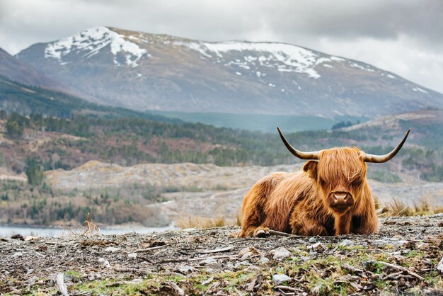 Raso foco tiro de uma vaca das terras altas fofo com chifres longos, montanha turva no fundo