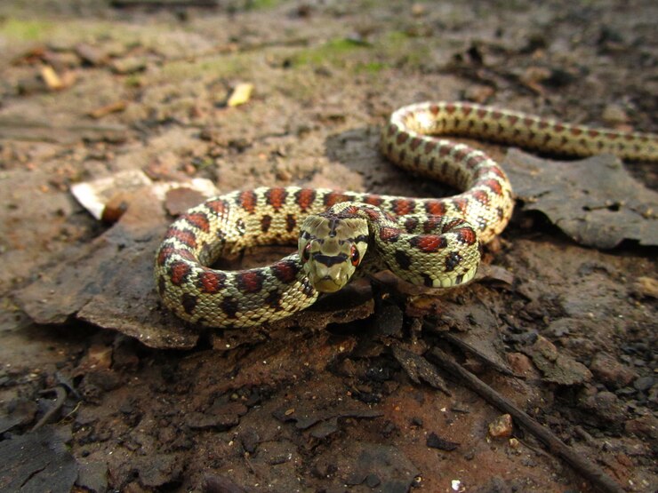 Foto grátis ratsnake europeu perigoso durante o dia em malta