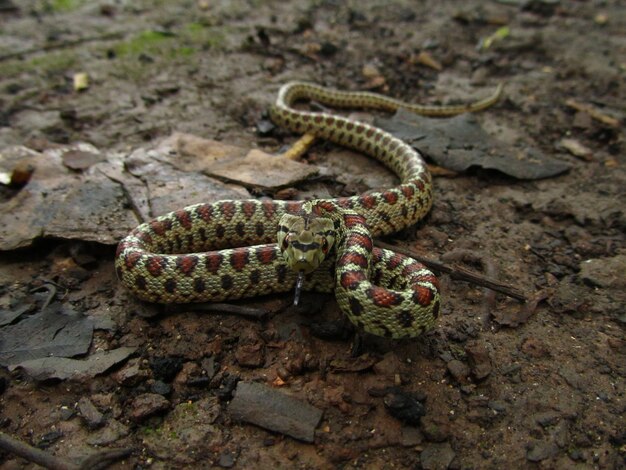 Ratsnake europeu perigoso durante o dia em Malta