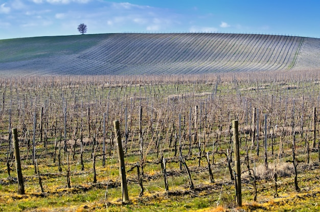 Área rural coberta de vegetação sob um céu azul e luz do sol na Toscana, na Itália