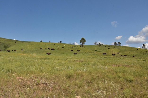 Rebanho de búfalos americanos pastando em um campo de grama em Dakota do Sul