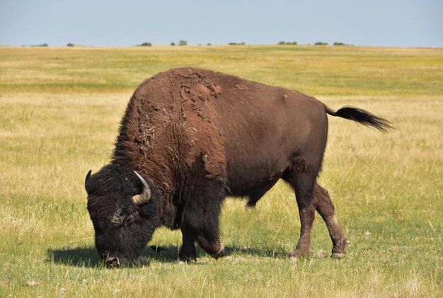 Rebanho de búfalos selvagens americanos pastando em um campo