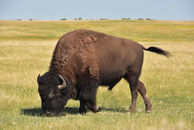 Rebanho de búfalos selvagens americanos pastando em um campo