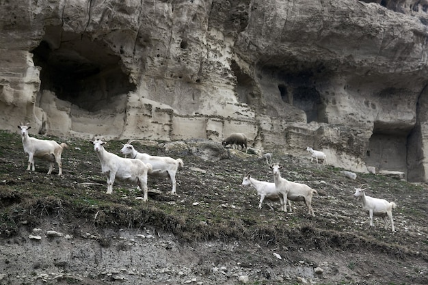 Rebanho de cabras pastando com um rebanho no contexto das ruínas da antiga cidade-fortaleza da caverna chufut-kale, na crimeia