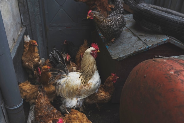 Rebanho de frango na fazenda