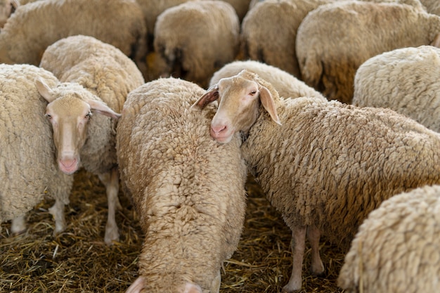 Rebanho de ovelhas de alto ângulo com grama