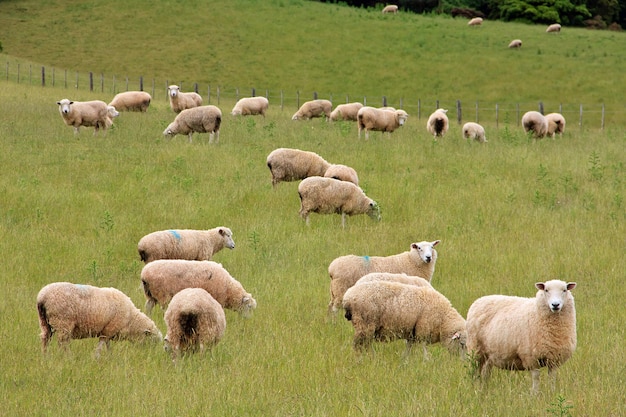 Rebanho de ovelhas nas colinas da nova zelândia