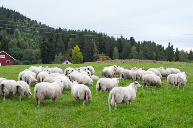 Foto grátis rebanho de ovelhas pastando no pasto durante o dia