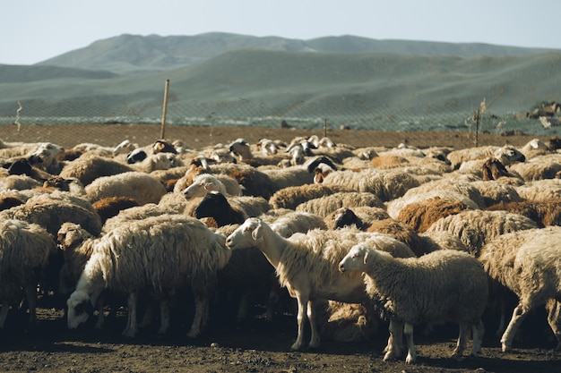 Rebanho de ovelhas