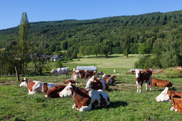 Rebanho de vacas pastando no campo na primavera