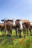 Foto grátis rebanho de vacas produzindo leite para queijo gruyere na frança na primavera