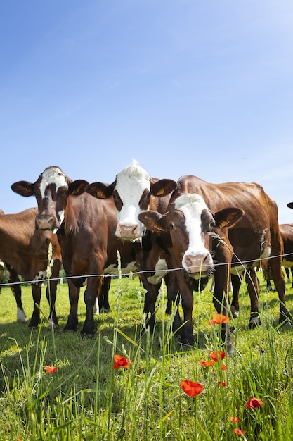 Rebanho de vacas produzindo leite para queijo Gruyere na França na primavera