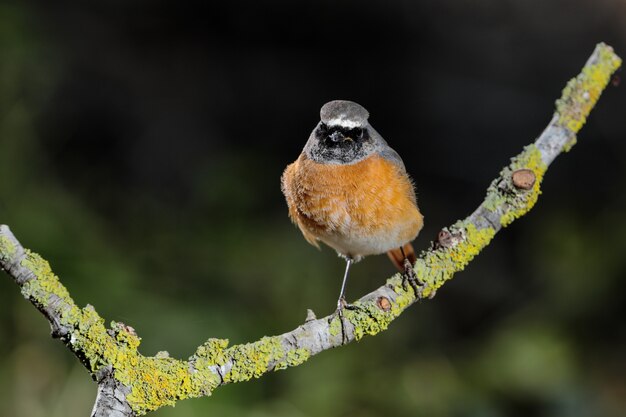 Redstart comum Phoenicurus phoenicurus, Malta, Mediterrâneo