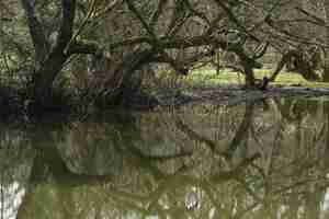 Foto grátis reflexo de uma árvore no lago durante o dia