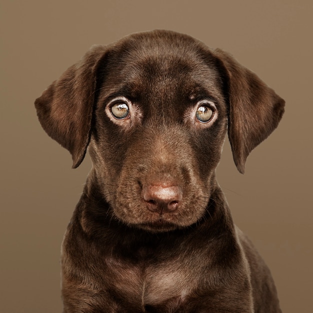 Retrato adorável de Labrador Retriever de chocolate