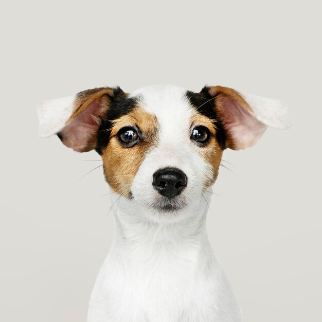 Retrato adorável do filhote de cachorro de Jack Russell Retriever