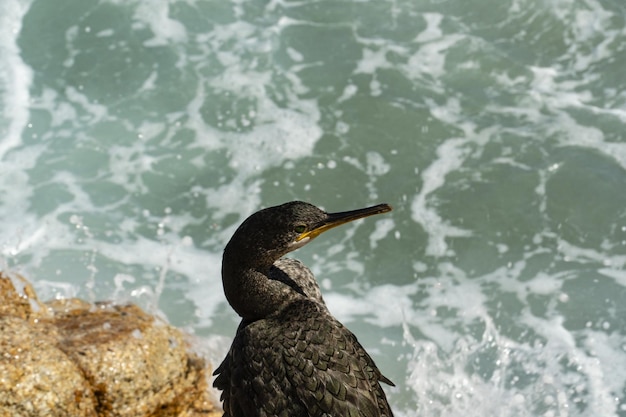 Retrato aproximado de um grande pássaro Cormorant empoleirado à beira-mar