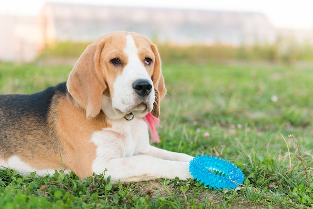 Retrato bonito de beagle