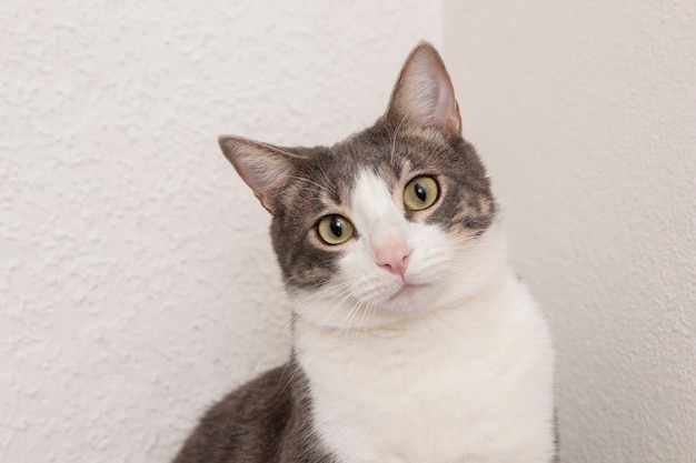 Foto grátis retrato de adorável gato doméstico