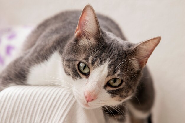 Retrato de adorável gato doméstico