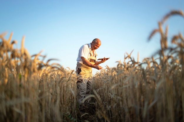 Retrato de agricultor agrônomo sênior no campo de trigo, verificando as colheitas antes da colheita e segurando um computador tablet