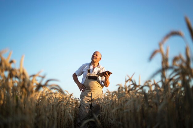 Retrato de agricultor agrônomo sênior no campo de trigo, verificando as colheitas antes da colheita e segurando um computador tablet