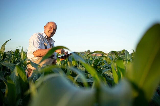 Retrato de agricultor agrônomo sênior trabalhador em um campo de milho, verificando as colheitas antes da colheita