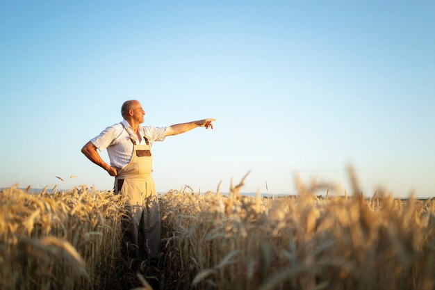 Retrato de agrônomo fazendeiro sênior no campo de trigo, olhando à distância e apontando o dedo