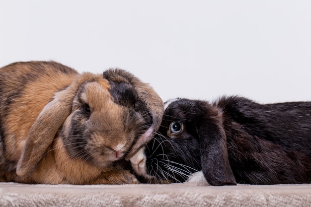 Foto grátis retrato de animal de estimação de coelho fofo