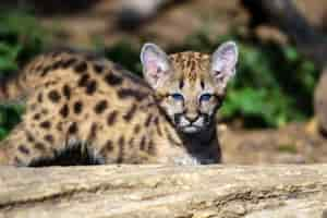 Foto grátis retrato de bebê puma