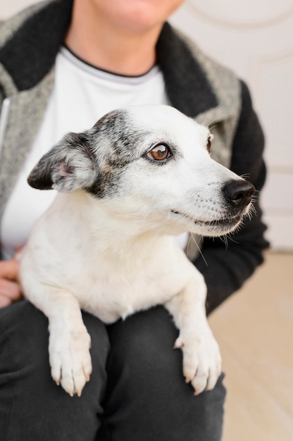 Retrato de cachorro adorável ao ar livre