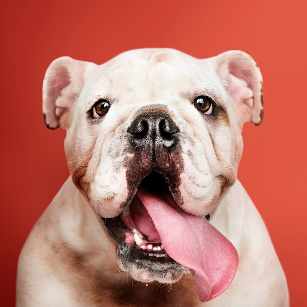 Retrato de cachorro adorável Bulldog branco