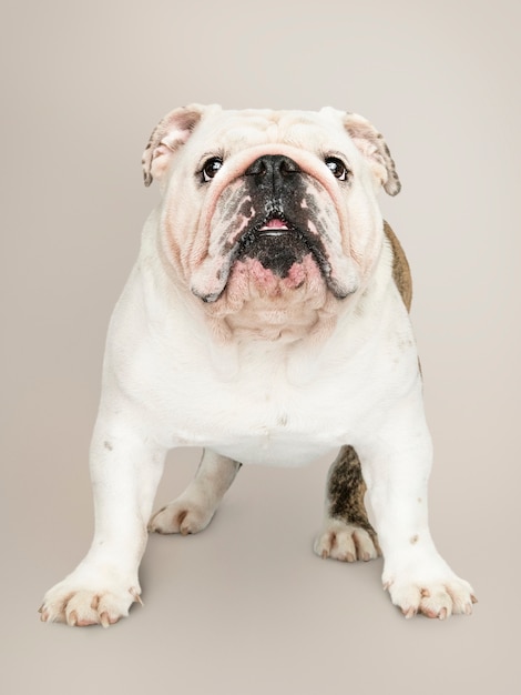 Retrato de cachorro adorável Bulldog branco