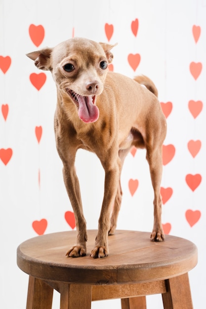 Retrato de cachorro adorável chihuahua sorrindo