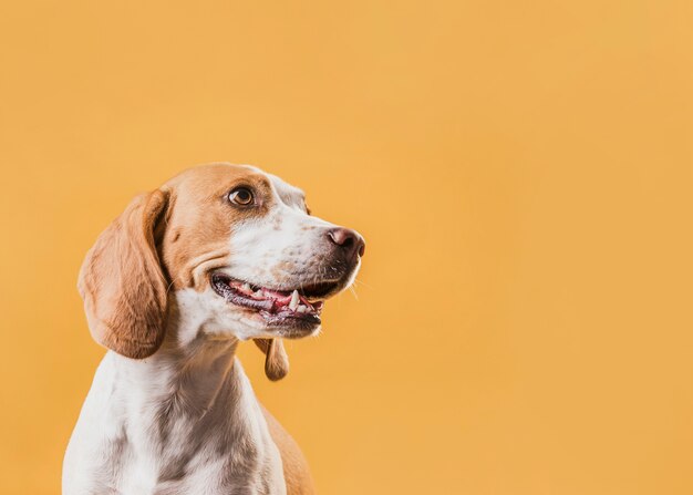 Retrato de cachorro adorável, olhando para longe