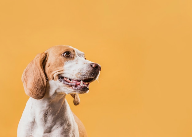 Retrato de cachorro adorável, olhando para longe