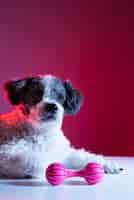 Foto grátis retrato de cachorro bichon frise em iluminação gradiente