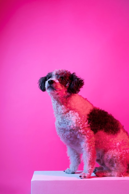 Foto grátis retrato de cachorro bichon frise em iluminação gradiente