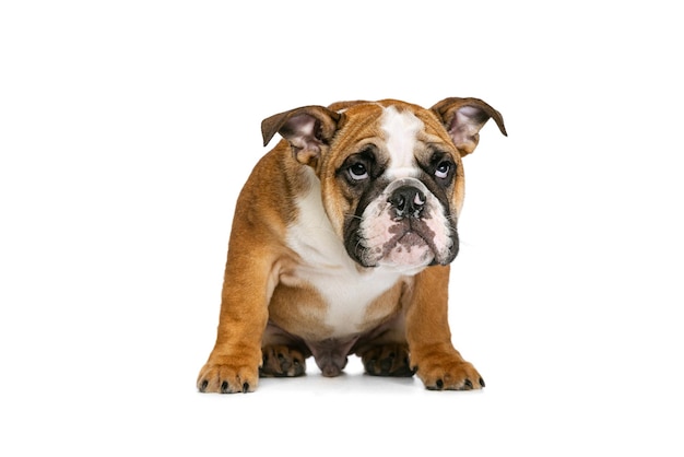 Retrato de cachorro bulldog posando isolado sobre fundo de estúdio branco conceito de diversão de animais de estimação parece sonolento