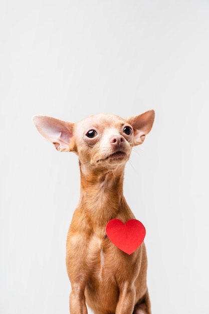 Foto grátis retrato de cachorro chihuahua pequeno bonito