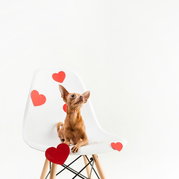 Retrato de cachorro chihuahua pequeno sentado em uma cadeira