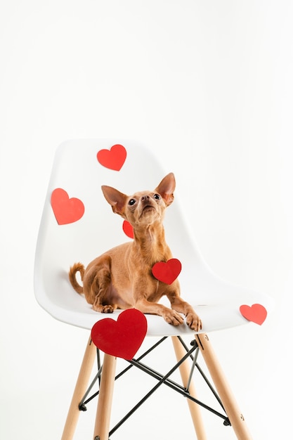 Retrato de cachorro chihuahua pequeno sentado em uma cadeira