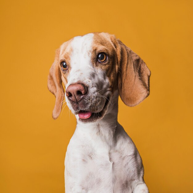 Retrato de cachorro engraçado