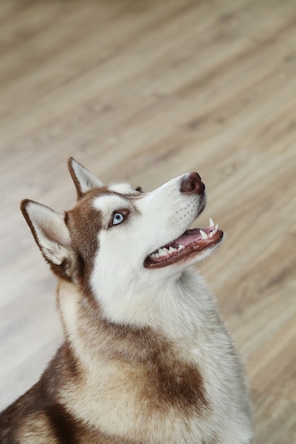 Retrato de cachorro husky