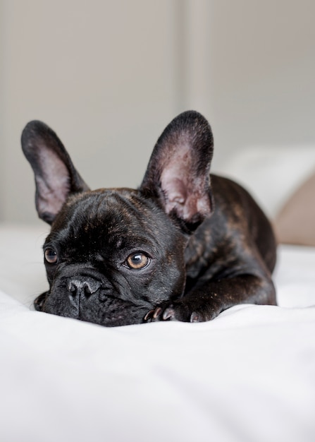 Foto grátis retrato de cachorro pequeno bonito descansando