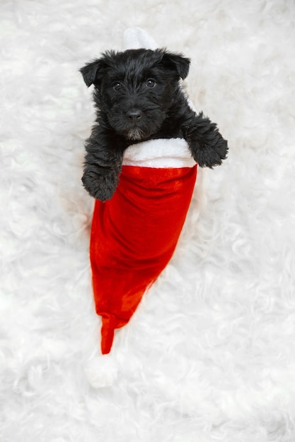 Retrato de cachorro scottish terrier em branco