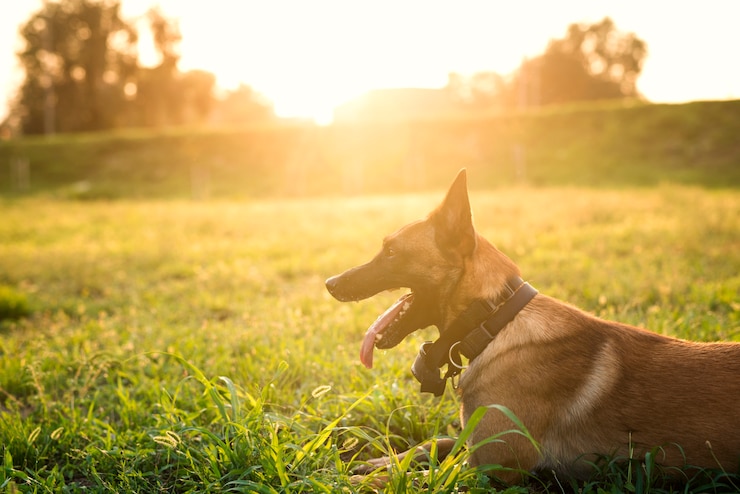 Foto grátis retrato de cachorro treinado esperando o comando no parque