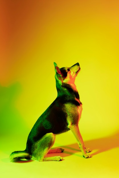 Retrato de cão kelpie australiano em iluminação gradiente