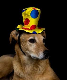 Retrato de cão mestiço com chapéu amarelo com bolinhas coloridas em fundo preto