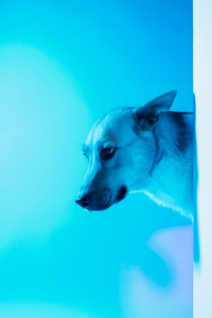 Retrato de cão pastor alemão em iluminação gradiente